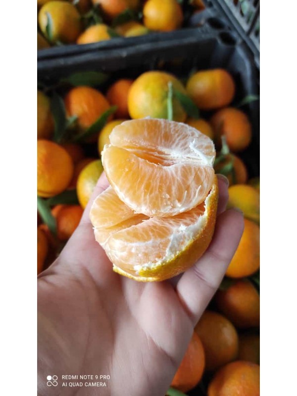 Clementine primizie 