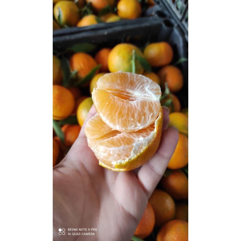 Clementine primizie 