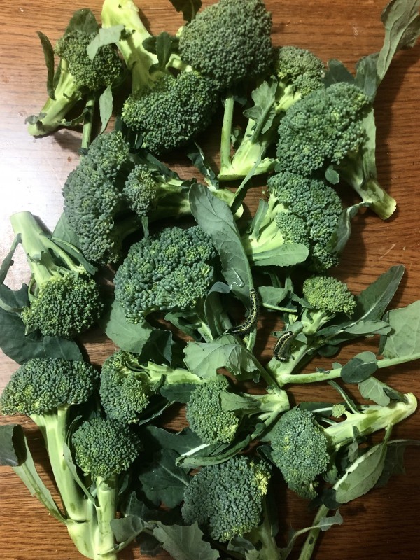 Broccoli 