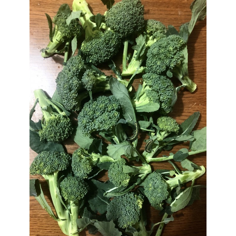 Broccoli 