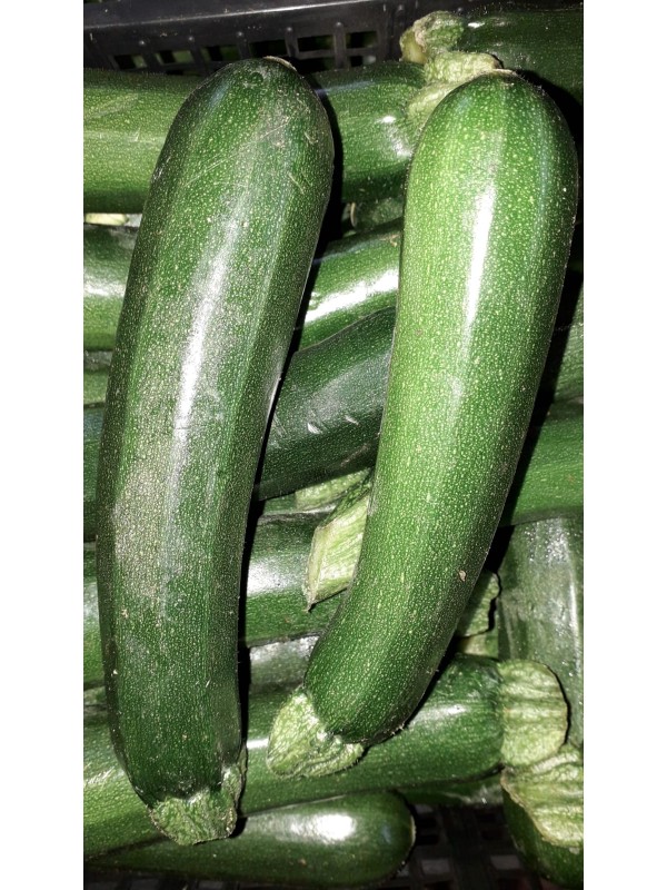 Zucchine