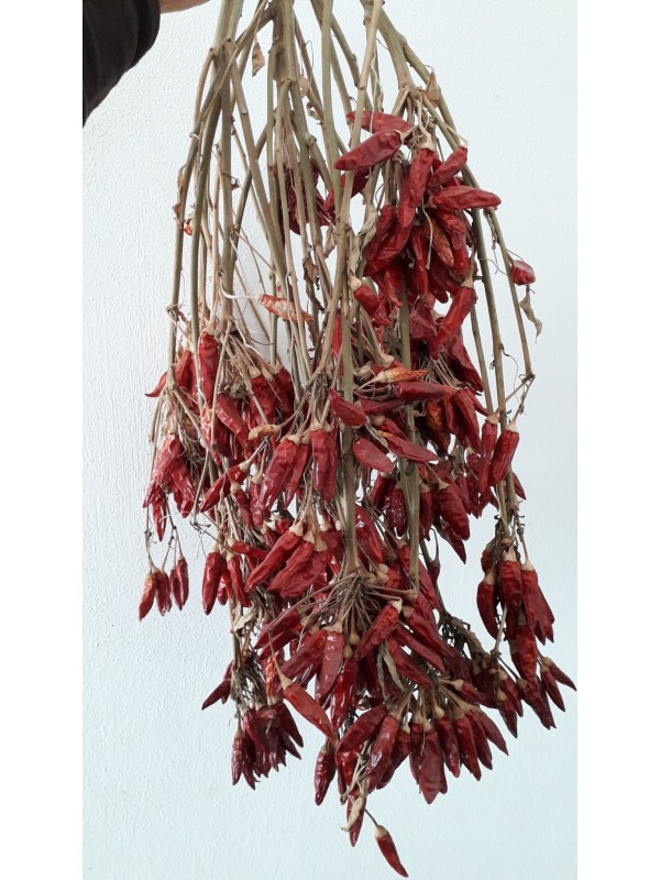 Peperoncino "diavolicchio" a piantina 