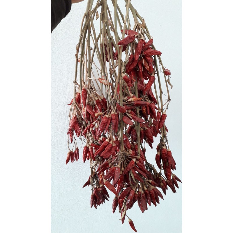 Peperoncino "diavolicchio" a piantina 